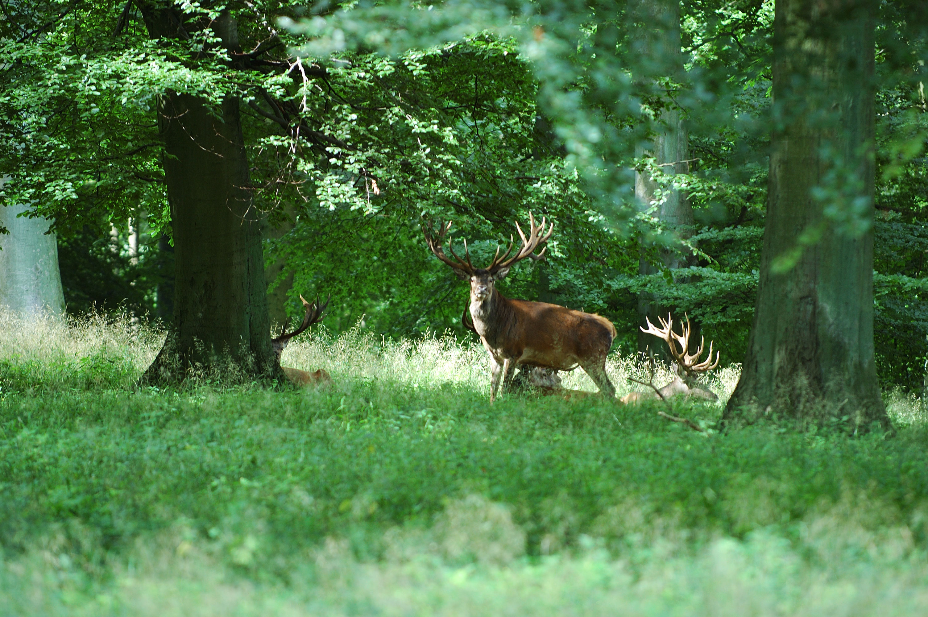 Bakken Dyrehaven Kronhjort Sikahjort Vildt Natur