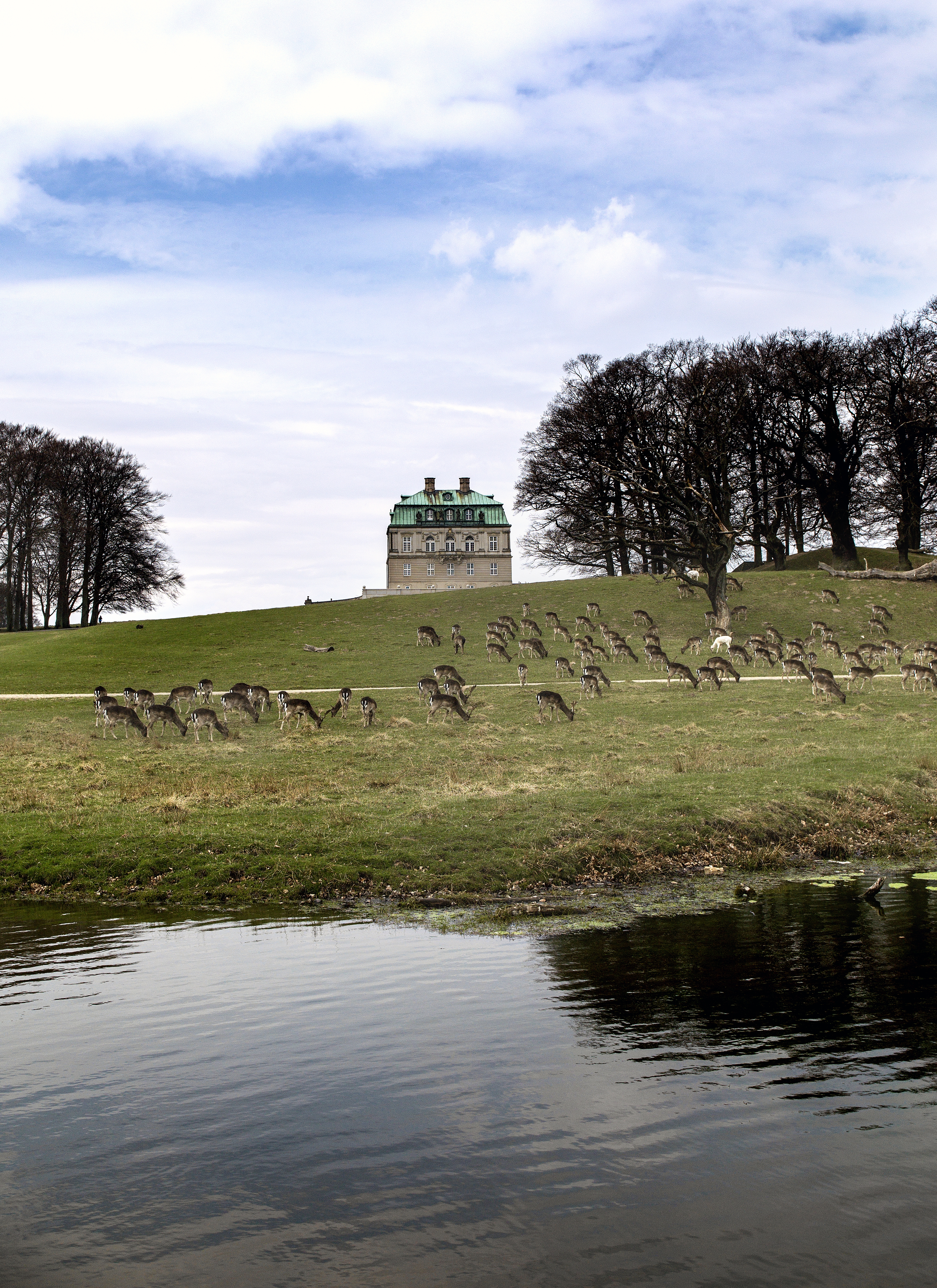 Dyrehaven Eremitageslottet Eremitage Skov Slot Dyr Kronhjort