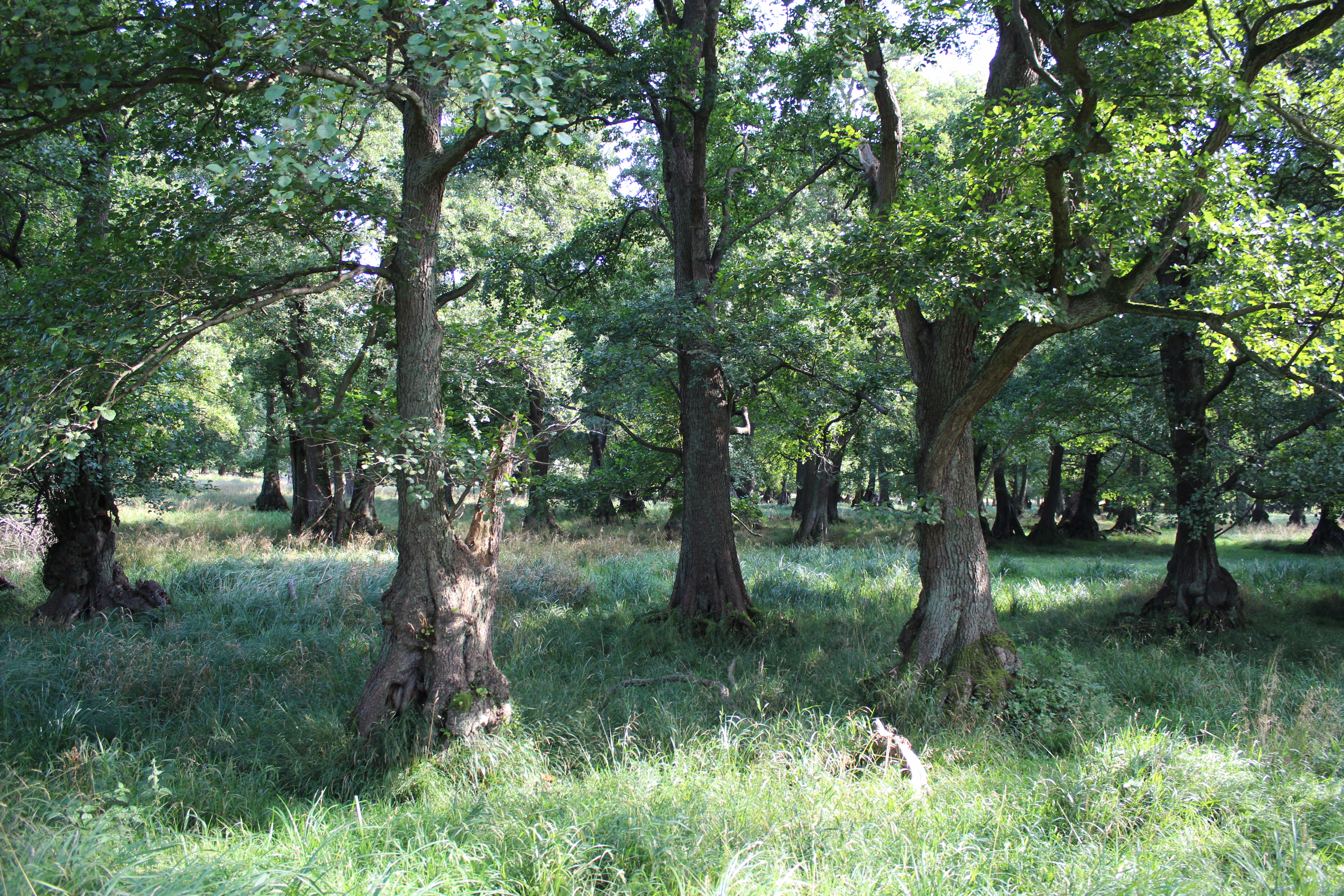 Tag på en hyggelig tur i Dyrehaven med venner, familie og kolleger!