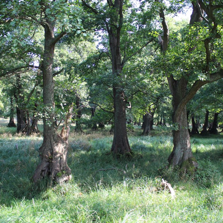 Tag på en hyggelig tur i Dyrehaven med venner, familie og kolleger!