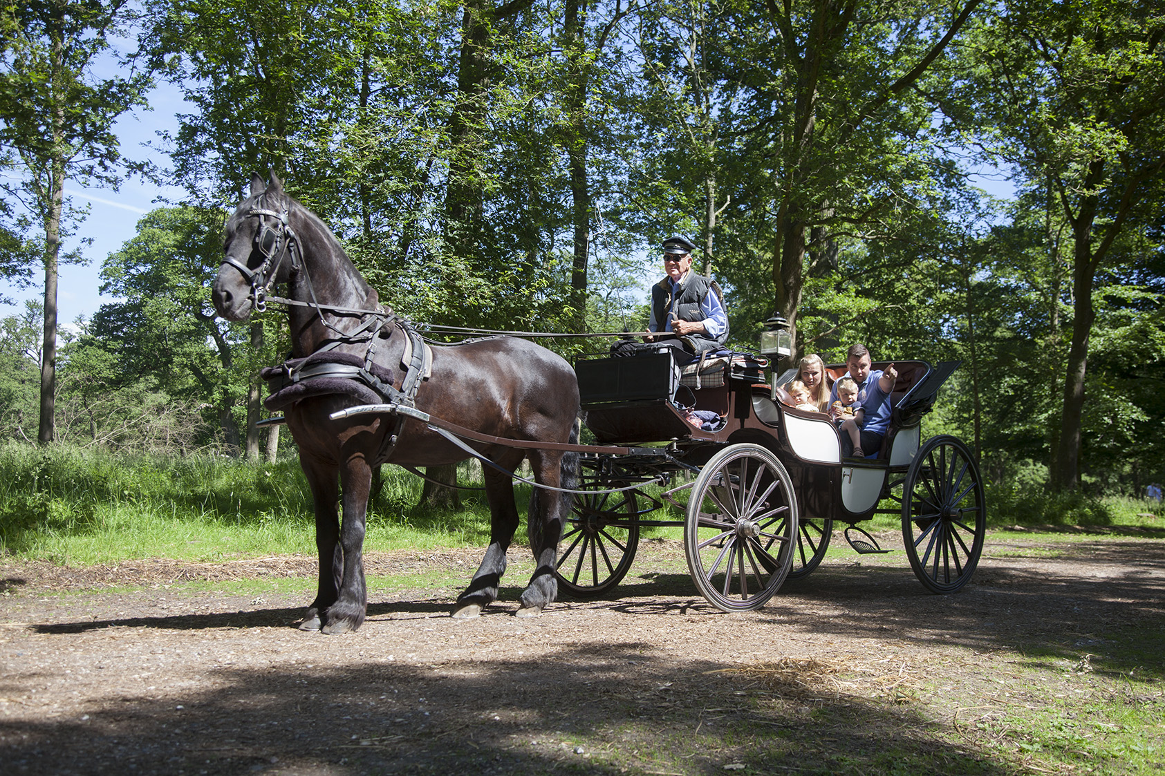 Familie Hestevogn Skov Traer.jpg