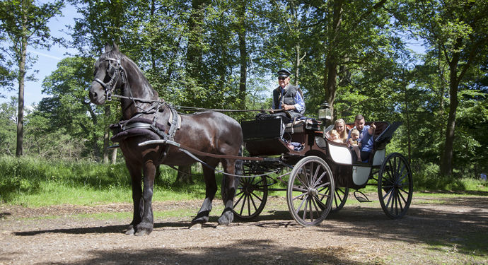 Familie Hestevogn Skov Traer.jpg